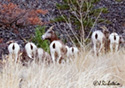 Ovis Canadensis